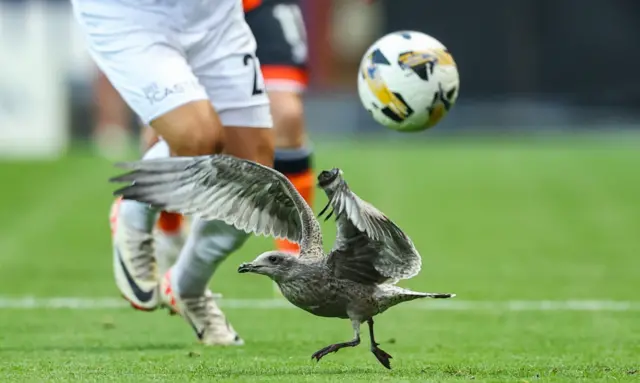 Seagull