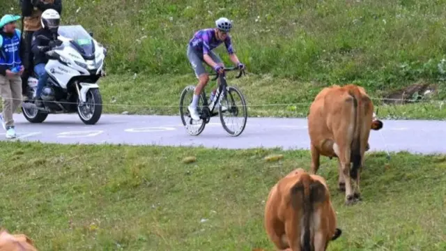 Ben O'Connor rides past a herd of cows