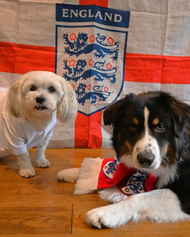 Two dogs wearing England shirts