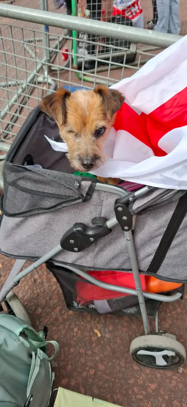 An image of someone's dog at the England parade