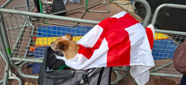 An image of someone's dog at the England parade
