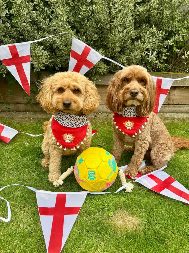Two dogs wearing England gear