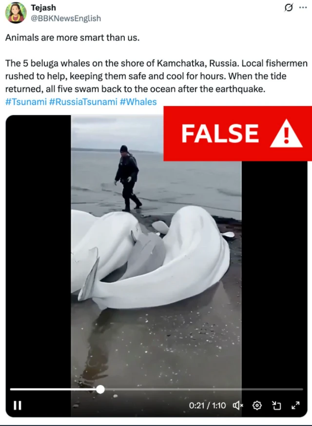 An old video showing beluga whales with large text in red reading: FALSE.