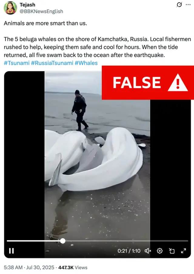 A screenshot of a tweet on X. It says "Animals are more smart than us. The 5 beluga whales on the shore of Kamchatka, Russia. Local fishermen rushed to help, keeping them safe and cool for hours. When the tide returned, all five swam back to the ocean after the earthquake". Underneath the text is an embed of the video.