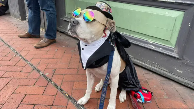 A white and beige dog sitting on a brick pavement. He has circular colourful glasses on, a black cape and a black top hat. He has a blue lead that reads "assistance dog"
