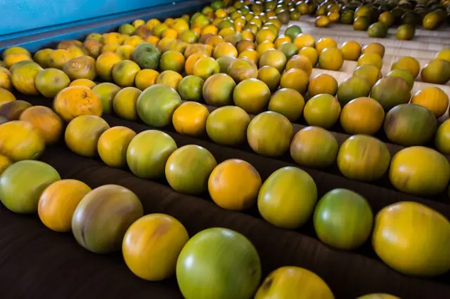 Rows of Brazilian oranges, in yellow, green and orange, on a black background