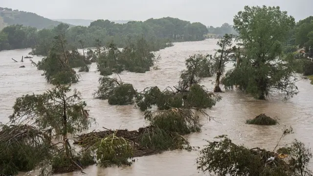 Trees and shrubbery flooded by water over large area.