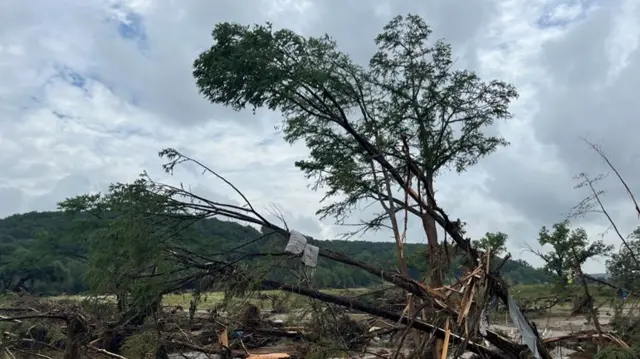A mattress hangs from the top of a damaged tree 30 feet in the air