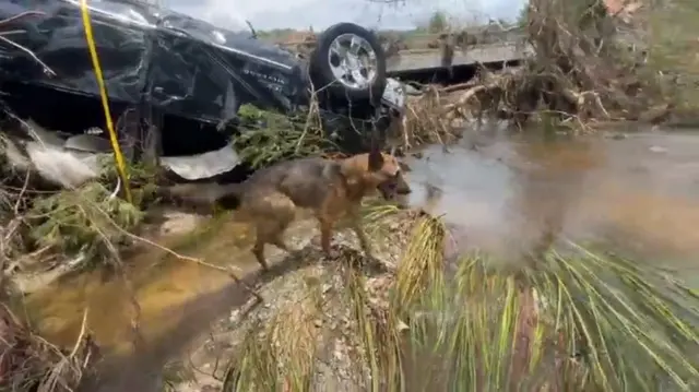 A dog walks along a shallow part of river next to an upturned car