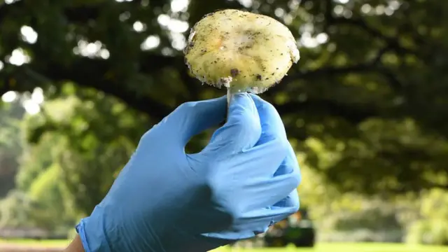 Death Cap mushroom
