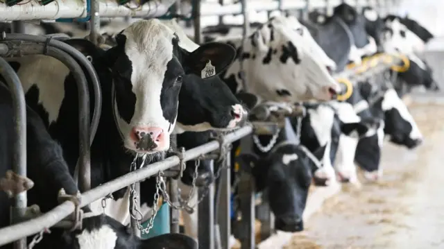 Dairy cows are seen in a row in a barn.