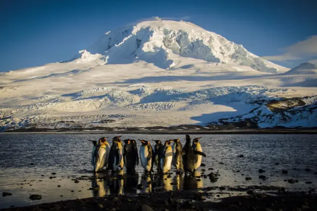 A waddle of King penguins standing on the shores of Corinthian Bay in the Australian territory of Heard Island in the Southern Ocean.