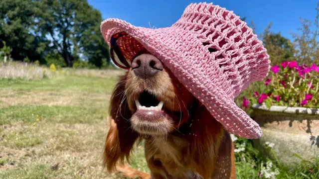 A spaniel wears a hat and sunglasses in Suffolk