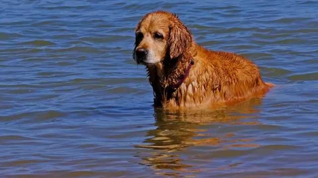 A golden retriever in water