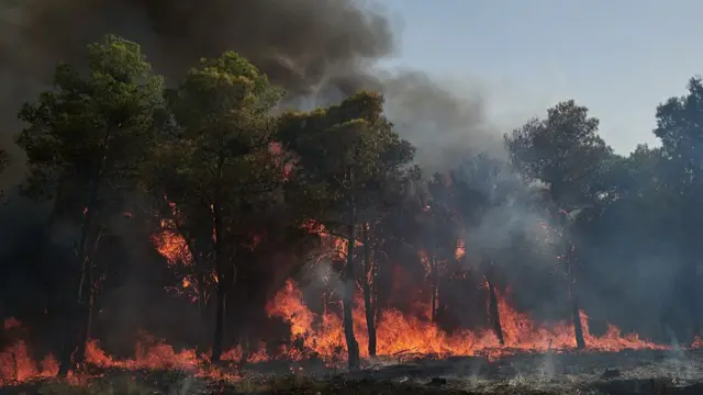 Fire burns trees in Carcastillo, Spain