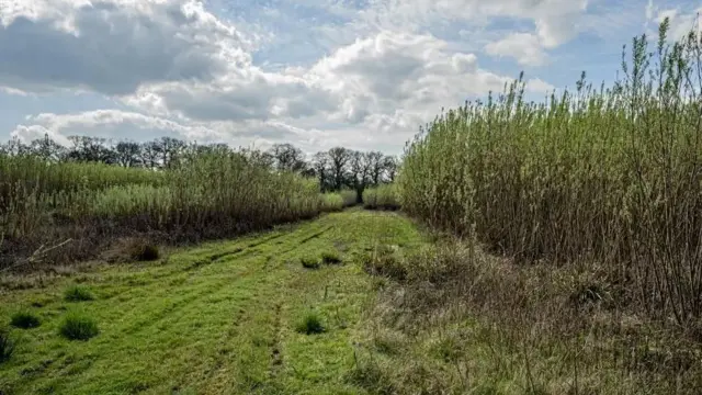 The green space Stratfield Brake showing lots of grass and high hedges