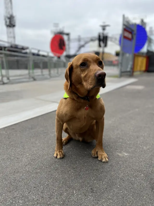 Joey is a red fox coloured Labrador, he is sitting on tarmac at the entrance to Hull KR's stadium and wearing a yellow hi-vis jacket