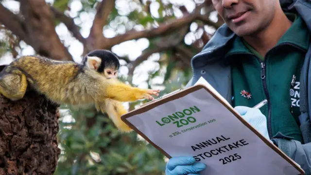 Zookeeper holds a clipboard, which small monkey reaches out for from a tree branch.