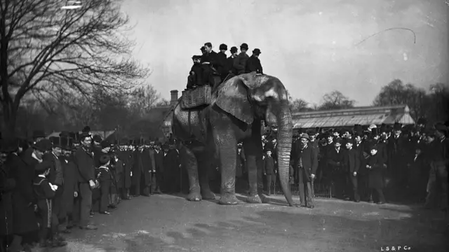 People sit on Jumbo the elephant as crowds gather.