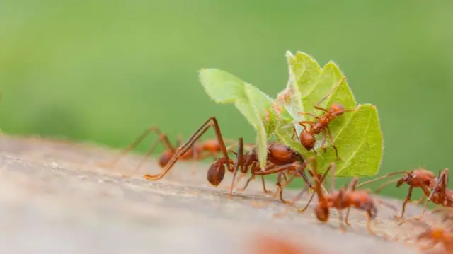 Leafcutter ants surround a leaf