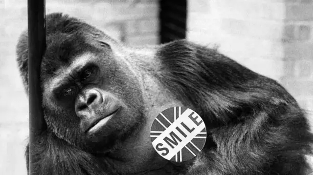 Guy the gorilla holds a sign reading 'smile' at London Zoo.