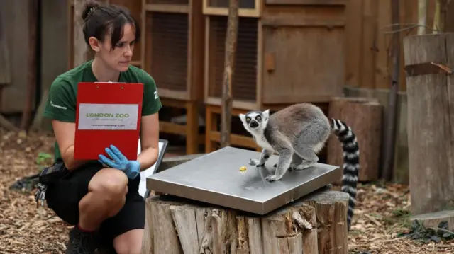 A zookeeper writes on her clipboard as a Lemur is weighed on a silver scale in a Zoo enclosure