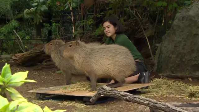 Two capybaras are weighed at London Zoo.
