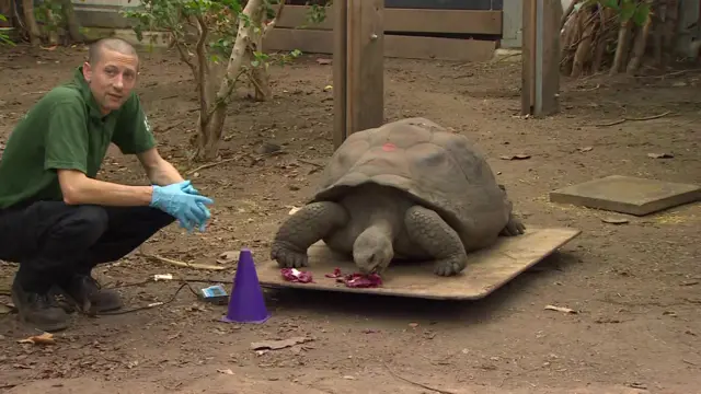 A tortoise eats some cabbage on a scale in London Zoo.