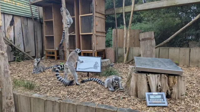 Lemurs surround a scale in an enclosure