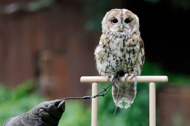 A small tawny owl  sits on a ledge, tethered to a wooden ledge