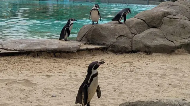 Breakfast at penguin beach
