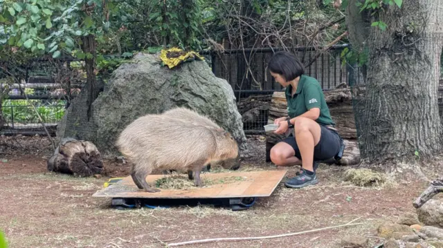 A capybara on the scale