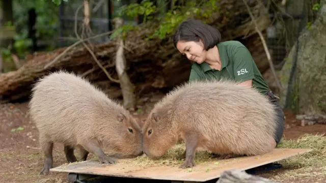 Two capybaras touch nose to nose on the scale