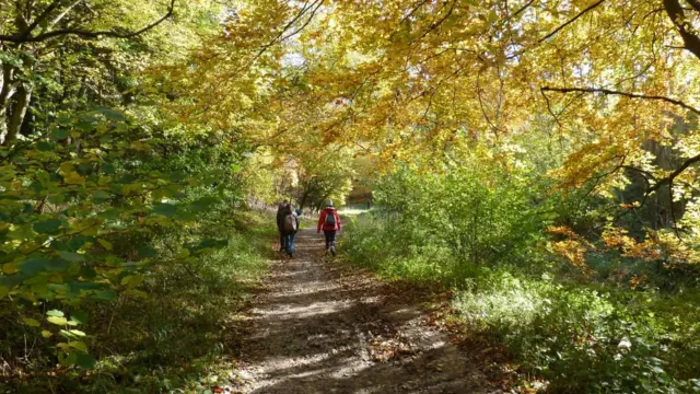 People in the distance walking in a leafy wood