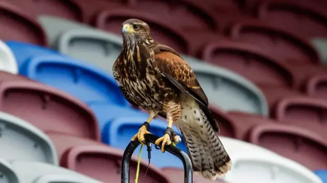 A Harris Hawk inside Tynecastle