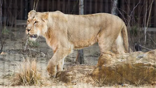 A lion walks across an enclosure with a couple of trees behind it and a rock in front