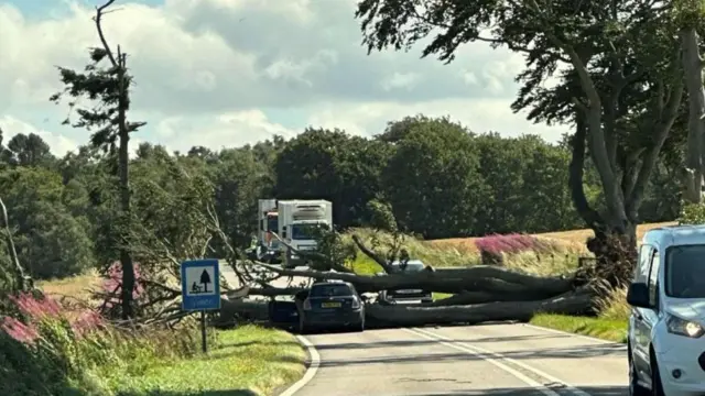 A tree across the road, with cars stopped on either side - it's a rural area, with a field on one  side