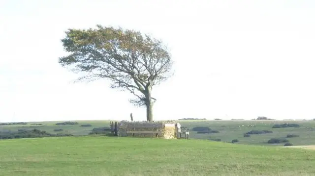 Wind blowing a tree in a field.