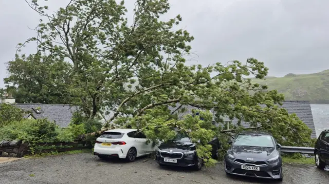 A fallen tree lies across three cars in a car park
