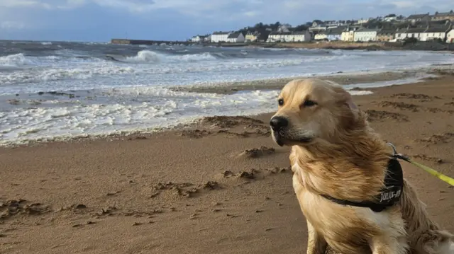 A dog looks into the wind while siting on a beach - the wind is pushing all its hair back, while waves crash on the shore
