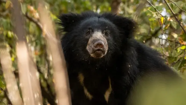 A black sloth bear climbing a tree at Edinburgh Zoo.