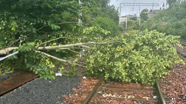 Tree on the rail line