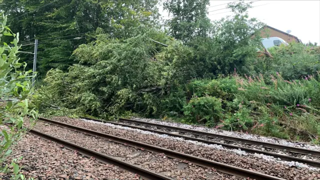 A fallen tree draped across train tracks on the Glasgow Queen Street to Cumbernauld line during Storm Floris