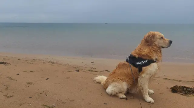 A dog on a beach in Scotland