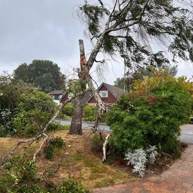 A tree with snapped branches in a residential area.