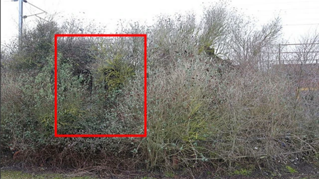 A photo of shrubs and bushes next to a railway line. A red box outlines where Barclay's camp was underneath and behind the bushes.