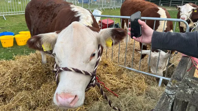 A brown and white cow inside a small metal pen with hay on the floor