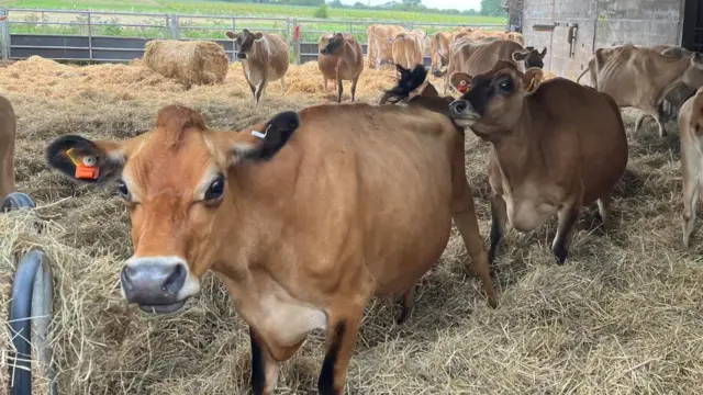 A group of cows in a hay paddock.