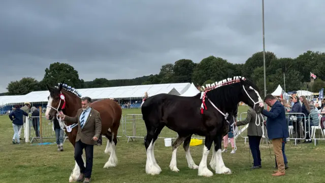 Two large heavy horses with their manes covered in ribbons. They are dark brown and have white socks. They are on white reigns held by people.