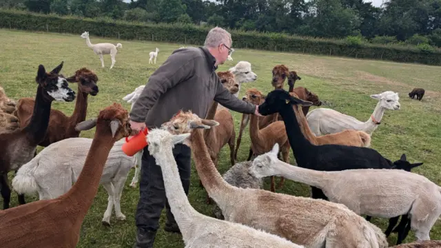 A man in a field wearing a grey jumper and black trousers, surrounded by white, brown and black alpacas in a grass field.